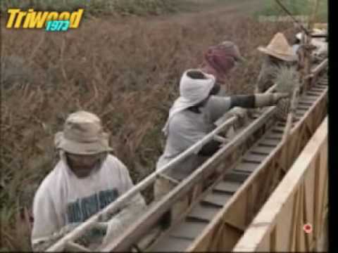 Growing And Processing Pineapples Youtube