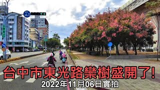 台中市東光路-台灣欒樹盛開了! 2022年11月06日實拍 4k