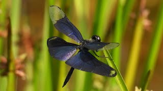 【日本の昆虫】チョウトンボ 2022年