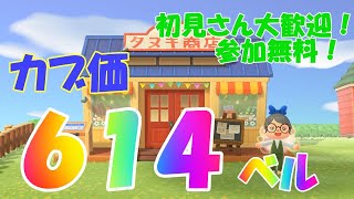 カブ配信！614ベル初見さん大歓迎☆　【あつまれどうぶつの森】