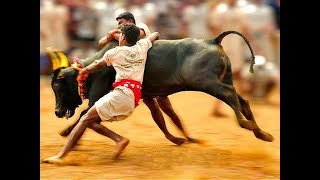 इस साल Jallikattu में सांड के लिए जारी किया जाएगा टोकन