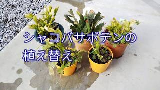 シャコバサボテンの植え替え