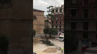 Talan árbol protegido Plaza de la Reina de Valencia