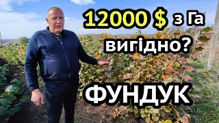 Соняшник вже НЕ треба! До 12000$ з га! Бізнес малого фермера! Фундук замість пшениці? Трактор ДТЗ