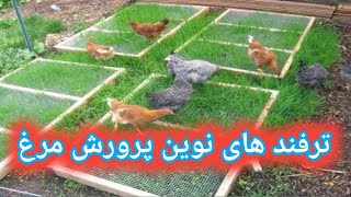 پرورش مرغ همراه با سبزه , ترفند های سودآور در مرغداری, روش پرورش مرغ, مرغداری ,تهویه مرغداری