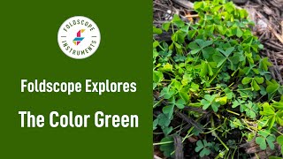Foldscope Explores: The Color Green ☘️
