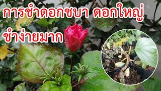 การชำดอกชบา​ ดอกใหญ่​ ชำง่ายมาก