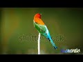 exploring the vibrant world of chestnut headed bee eaters