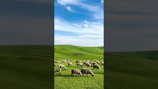 Hulunbuir beautiful grassland 大哥說家里窮的就剩羊了，一山坡的羊