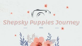 Sheprador Pregnancy Journey: The Puppies Are Here!