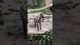 #short #fact  ||Hyena animals|| लकड़बग्घा के बारे में कुछ रोचक तथ्य ||@Science Gyan