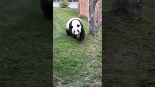 大熊猫初心：终于下班了！快点跑啊！ #panda #大熊貓