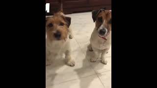Cutest Fashionistas Small Dogs in Stylish Outfits #doglovers #shortsvideo