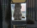 Sampai puf pun harus dibagi dua 😾😹 #cat #kucing #kucinglucu #shortsvideo #catvideos #komedikucing