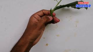 තේ තවානක් හරියට හදාගන්න 😁 |vegetative  propagation of tea| #howto #sinhala #tea