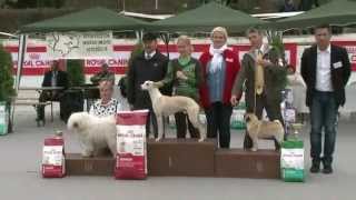 Salgótarján nemzeti kutyakiállítás - dog show 2014.03.23.