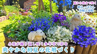 【爽やかな初夏の花壇づくり＊繰り返し小花咲く多年草】【春植え球根で夏から秋まで楽しもう♪】【ダリア植付】ガーデニング/ゼラフィンサス/サークル花壇