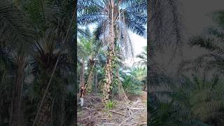 Palm king pro mantap banget di pakai buat pruning #shorts