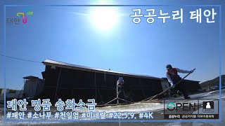 태안TV - 태안 명품 송화소금(공공누리)