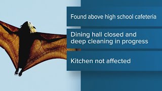 Buna ISD tackles new bat problem in high school, shuts cafeteria dining area indefinitely