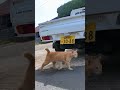 猫島で通りを歩いていると猫が駆け寄ってきた  感動猫動画 野良猫 自由猫 猫 猫島