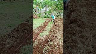 Cara Membuat Bedengan Untuk Cabe dan Sayuran.. #shortsfunny #shortvideo #pertanian