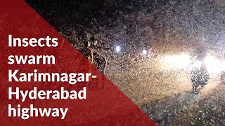 Thousands of insects swarm Karimnagar-Hyderabad highway