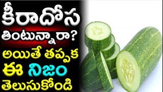 కీర దోస తింటున్నారా?|Health Benefits of Cucumber|Keera Dosakaya|#Cucumber|