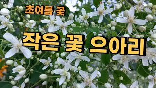 당년지에서 꽃이 피는 초여름꽃 작은 토종 으아리 / 향기가 좋은 으아리 꽃