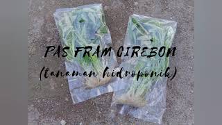 Mengunjungi PAS FRAM (sayuran hidroponik) Cirebon #part01