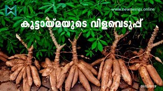 TAPIOCA FARMING | കപ്പക്കൃഷി