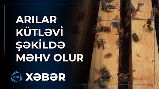 Arıların kütləvi məhvinin səbəbi nədir?