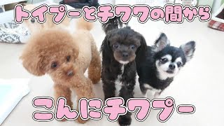 トイプーとチワワの間から、こんにチワプー　🐶ひみつきちなう！#1🐶  (チワワ チワプー 柴犬 トイプードル キャバション ミニチュアダックス マルペキ ミックス犬)