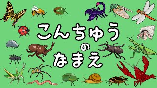 【昆虫の名前】知育フラッシュカード　たっぷり20種以上！〈カブトムシ クワガタ ザリガニ カマキリ 蛍 トンボ 〉【ひらがな 幼児向け 子ども向け】 日本語 Hiragana bug Japanese