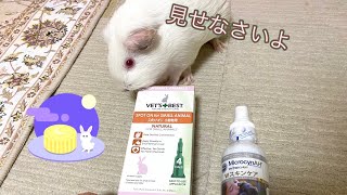 モルモットさんの真菌やフケ、スキンケア等にオススメ(^_^) guinea pig