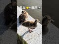 笑撃😂おもしろポーズ🐤小ガモが小ガモの上に🐥