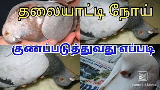 தலையாட்டி நோய் குணப்படுத்துவது எப்படி | PIGEON PARAMYXOVIRUS