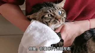 猫咪的几个“交配”冷知识，第五个关乎猫命，宠主别忽视