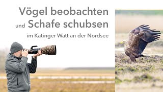 Vögel beobachten und Schafe schubsen - Naturbeobachtungen im Katinger Watt an der Nordsee