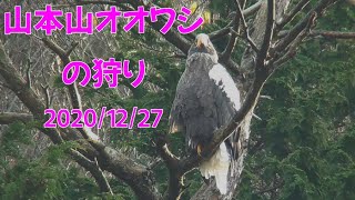 20201227山本山オオワシ観察日記