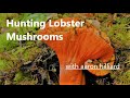 How to find LOBSTER MUSHROOMS