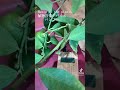 植物音楽デバイス・バンブーをbgmに musicoftheplants 植物音楽 bgm 癒し