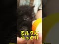 ミルクにうっとりしちゃう子猫　【赤ちゃん猫　保護猫】 shorts