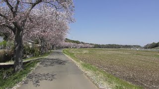 桜が咲く牛久沼（茨城県）　Ushiku Swamp where cherry blossoms bloom (Ibaraki Prefecture)