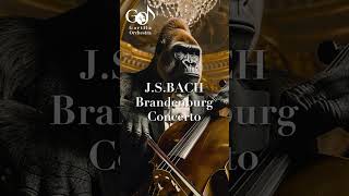 J.S.BACH - Brandenburg Concerto🎵 🦍 #shorts #bach #brandenburg #classicalmusic #concerto #baroque