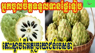 គុណប្រយោជន៍ផ្លែទៀបចំពោះសុខភាពលោកអ្នក...!