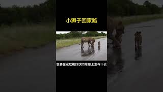 小獅子回歸族群，母獅全程保護，旅程充滿了艱辛！#猛獸世界