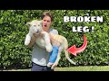 OUR BABY TIGER BROKE HER LEG ! WHAT NOW ?!