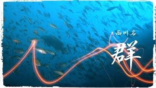 【ドローン空撮＆房総半島・館山西川名ダイビング】圧倒的な群れ!!!