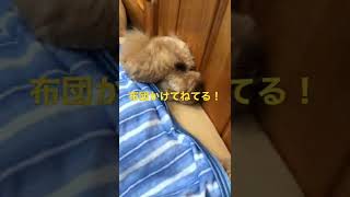 布団かけて寝る犬